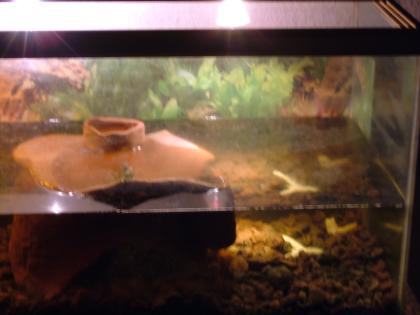 Gelbwangenschmuckpärchen mit Aquarium