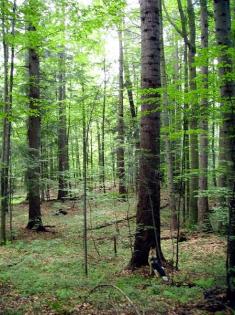 Forest Preserve - Osten der Slowakei.