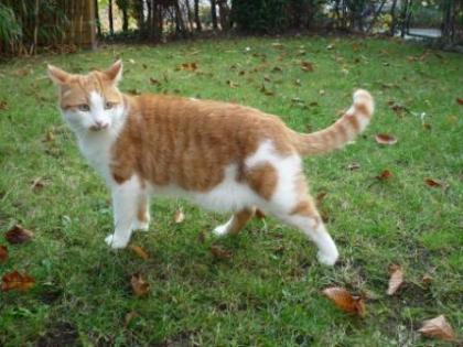 Kater vermisst