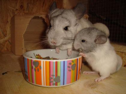 2 CHINCHILLA-WEIBCHEN SUCHEN NEUES ZUHAUSE