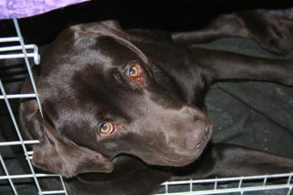 S Intelligenter wunderschöner brauner Labrador Working Dog ausgeglichen un