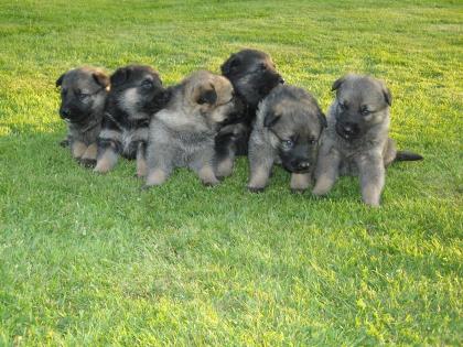Süße kleine Schäferhundwelpen abzugeben