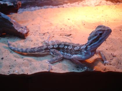 Zwergbartagame Männchen 1 5 Jahre alt
