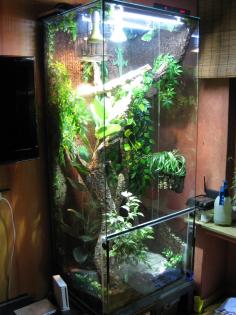 Stirnlappenbasilisk sucht dringend neues Zuhause