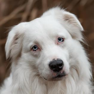 MYLINO - Australian Shepherd - 2 Jahre - Tierhilofe-Franken e. V.