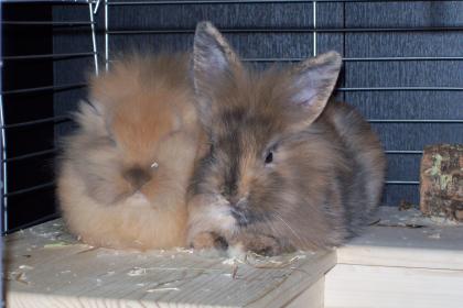 Zwei 3 Monate alte Löwenköpfchen Zwergkaninchen geschwister weiblich mit Käfig