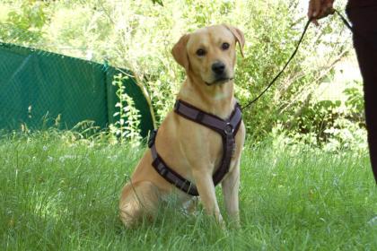 BUGS BUDDY - Labrador - 2 Jahre - Tierhilfe-Franken e. V.