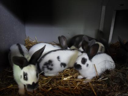 Kaninchen zu verkaufen