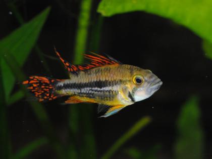 Kakadu-Zwergbuntbarsch Apistogramme cacatuoides abzugeben