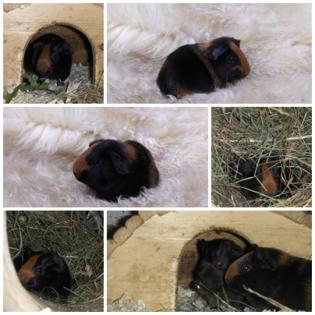 1 1 Glatthaarmeerschweinchen aus Ridgebackwurf