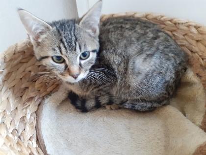 Piko und Keksi - suchen dringend ein Zuhause aus dem Tierschutz / gechipt geimpft