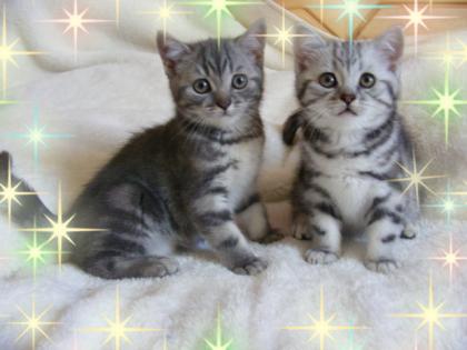 Wundervolle BKH Kitten