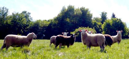Ostfriesische Milchschaf - Lämmer zu verkaufen