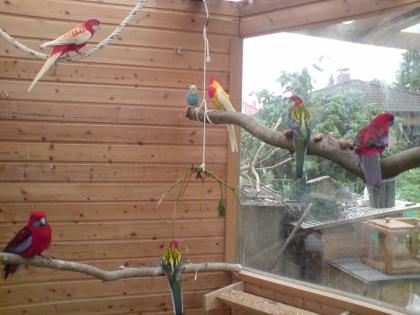 Verkaufe Prachtrosellas Pennantsittiche Nymphen Wellensittiche