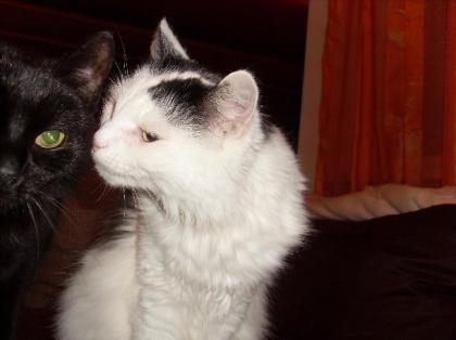 Muss dringend meine Katzen abgeben