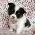 ChihuahChihuahua Welpen lua Welpen l