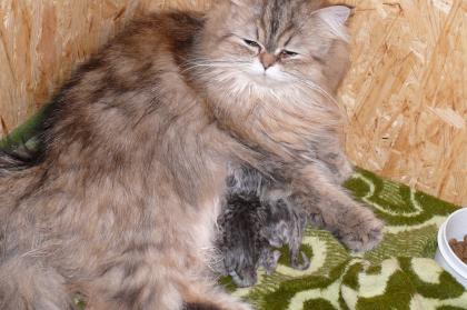 Super niedliche verschmuste Perserbabys suchen ein neues Zuhause