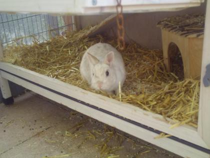 2 Zwergkaninchen plus Stall und Zubehör dringend