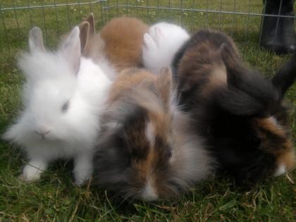 Süße Angora-Löwenkopf-Zwergkaninchen abzugeben 7 Wochen alt