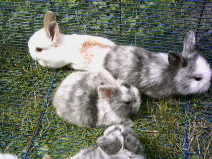 SÜSSE ZWERGKANINCHEN ZU VERKAUFEN