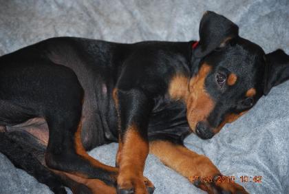 Deutsche Pinscher Welpen geb. 21. 3. 10