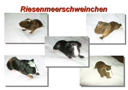 CUY - Nachwuchs Rieseneerschweinchen