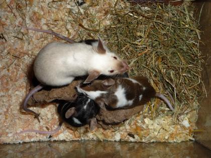 Farbmäuse verschiedene Farben auch Futtermäuse Iserlohn