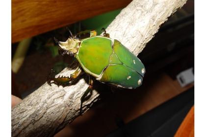 Mecynorrhina torquata immaculicollis