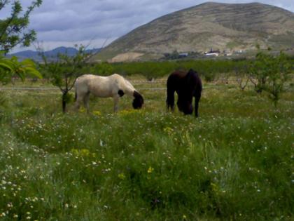 Achtung Pferdeliebhaber - Ranch mit 140. 000qm Land für Pferdezucht