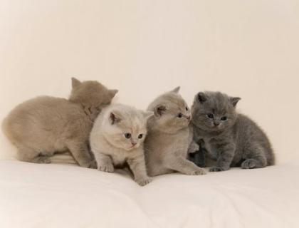 Süße BKH Kitten suchen liebevolles Zuhause