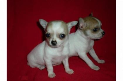 Reinrassiger Mini Chihuahua