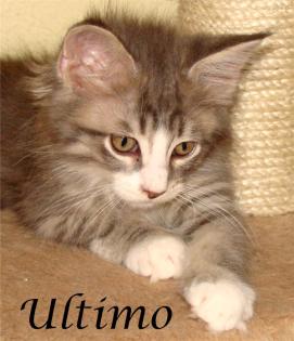 Maine Coon Babys ab 300Euro