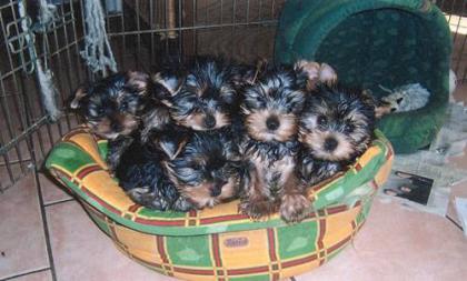 Yorkie welpen