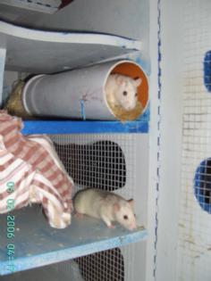 2 Ratten Käfig eigenbau Futter Zuberhör an gute Hände abzugeben
