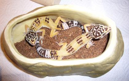 0. 3 Leopardgeckos NZ 09 abzugeben Tremper Albinos Hybino