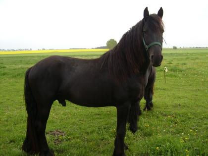 Verk. Friesenhengst