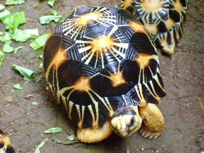 Sulcata Leoparden und andere Landschildkröten zu verkaufen.