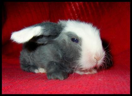 Süsse Teddywidderbabys seltene Teddyrexwidderbabys bald zur Abgabe SAARLAND