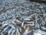 Luftgetrockneter Fisch Philippinen Handelspartner sowie Agenten in Deutschlan
