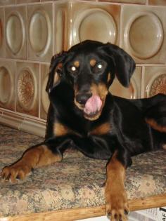 Dobermann Mix Rocky geb. 15. 06. 2022 sucht neues Körbchen
