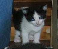 2 Katzen zu verschenken