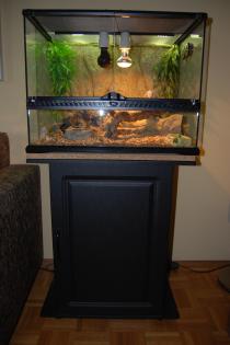 Zwergbartagame weiblich ca. 3 Jahre alt Terrarium zu verkaufen
