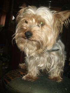 Yorkshire Terrier abzugeben