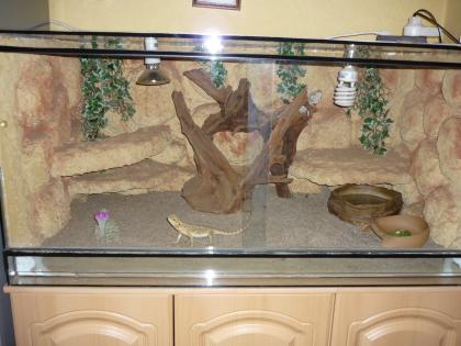 Terrarium Pärchen Bartagam und Zubehör