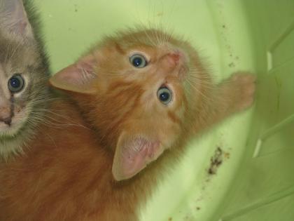 2 kleine rote Kater abzugeben vom 10. Mai