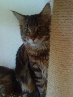 REINRASSIGER MAIN COON KATER SUCHT DRINGEND EIN NEUES ZUHAUSE