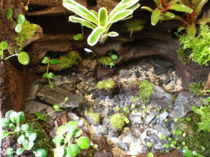 Biete Terrarien Zubehör Futtertiere Pflanzen