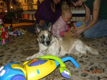 Hund zu verschenken umständehalber