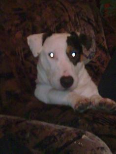 Spanky sucht neues Heim