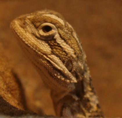 17 Zwergbartagamen Pogona henrylawsoni Jungtiere